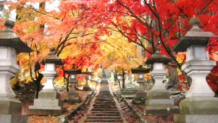 ぼたん（清水寺）