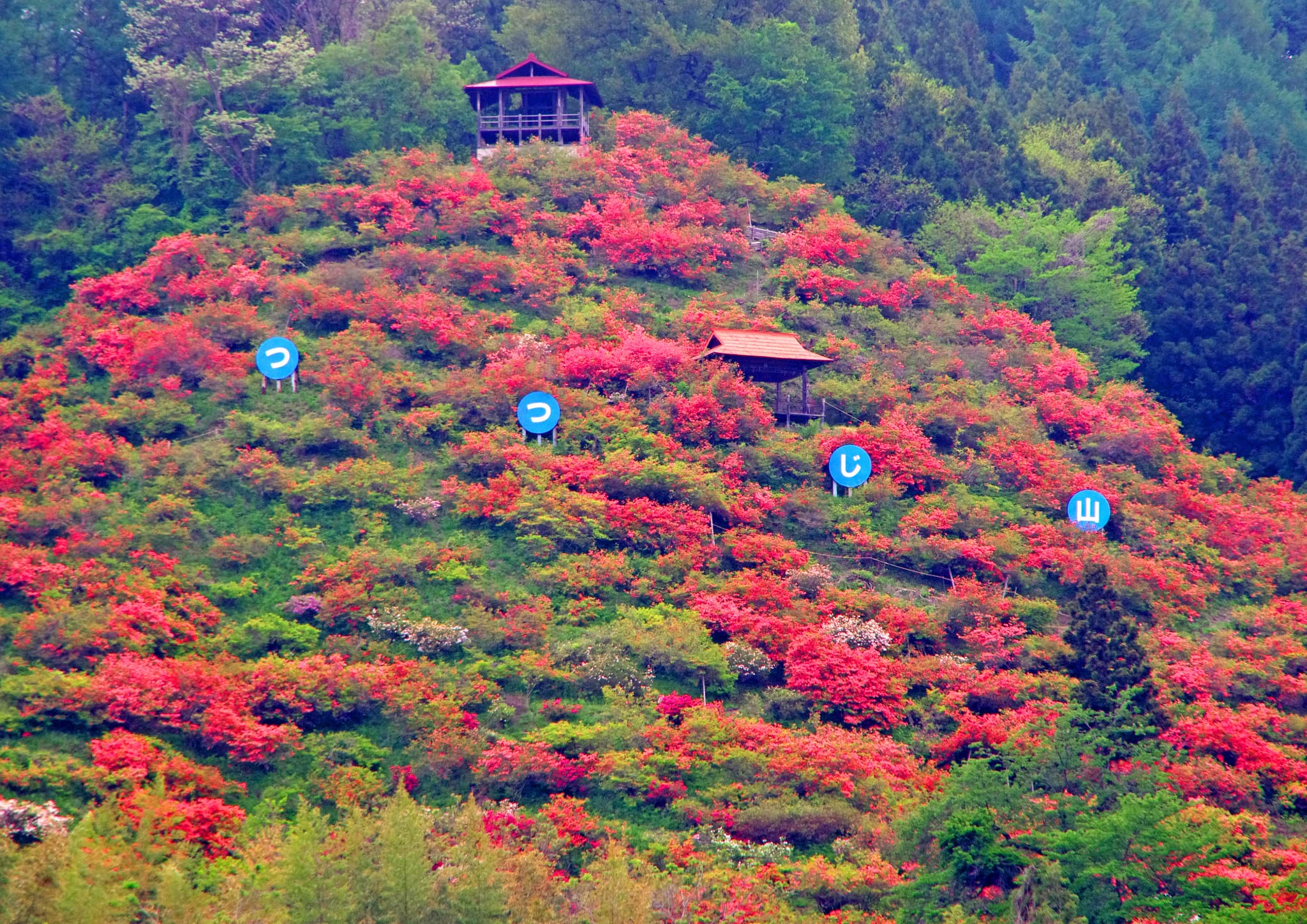 川谷つつじ山公園